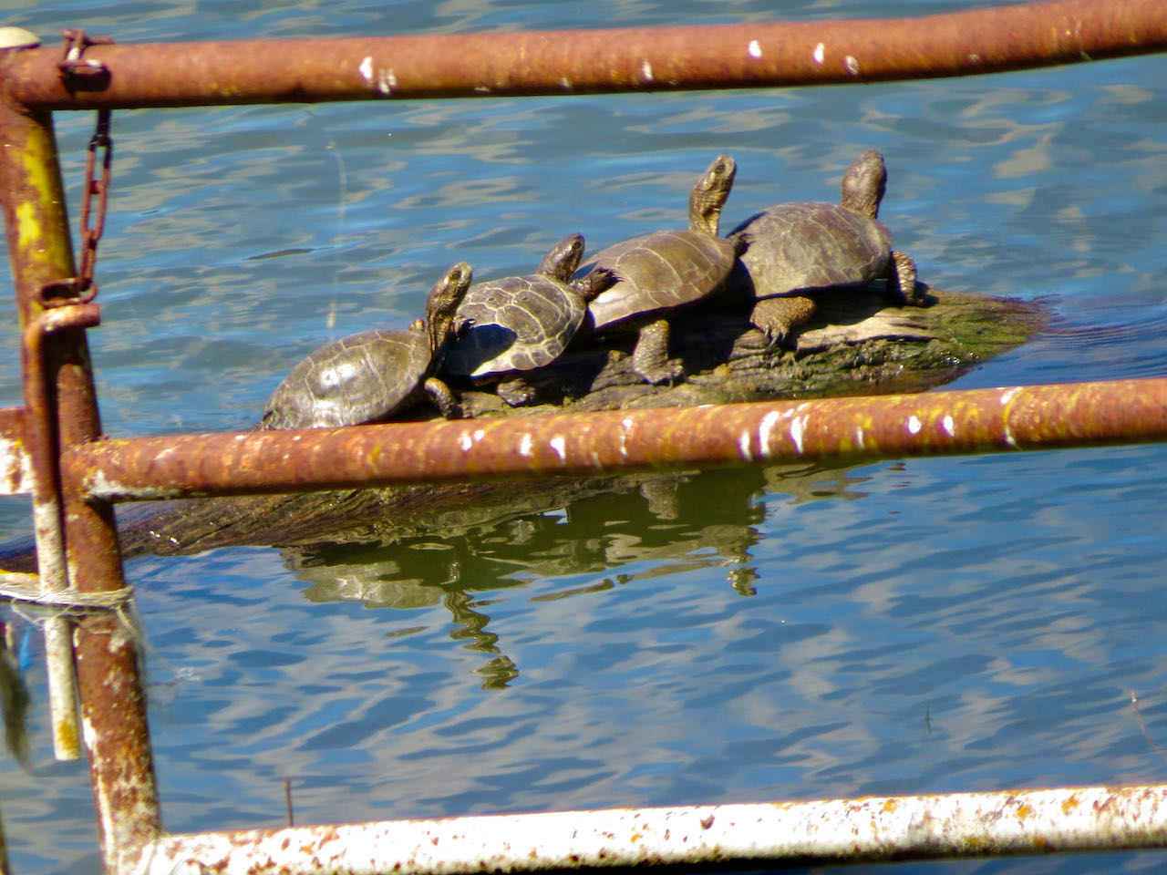 Southwestern pond turtles sunning in glassy reservoir at Santa Rita Ranch